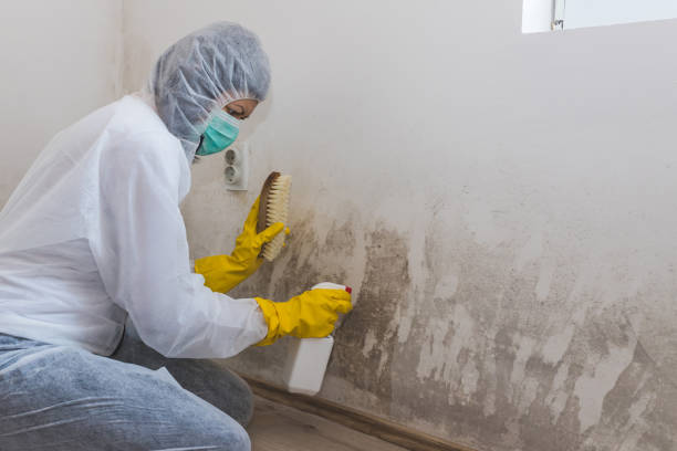 Best Toxic Mold Removal  in Mary Esther, FL