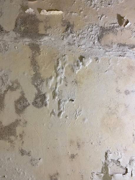 Best Mold Testing  in Mary Esther, FL